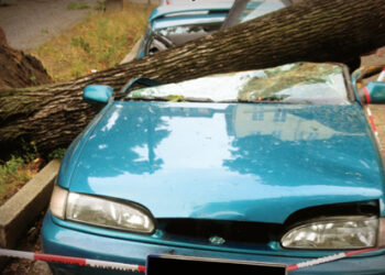 Sturmschaden – ein Baum ist auf ein blaues Auto gestürzt