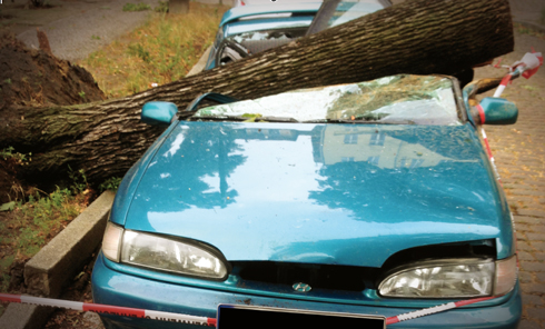 Sturmschaden – ein Baum ist auf ein blaues Auto gestürzt