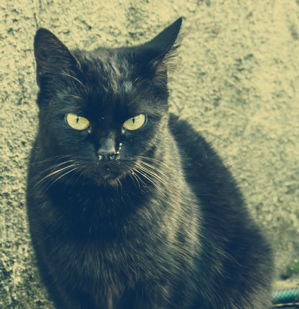 schwarze Katze vor Hauswand