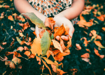 Hände halten farbiges Herbstlaub