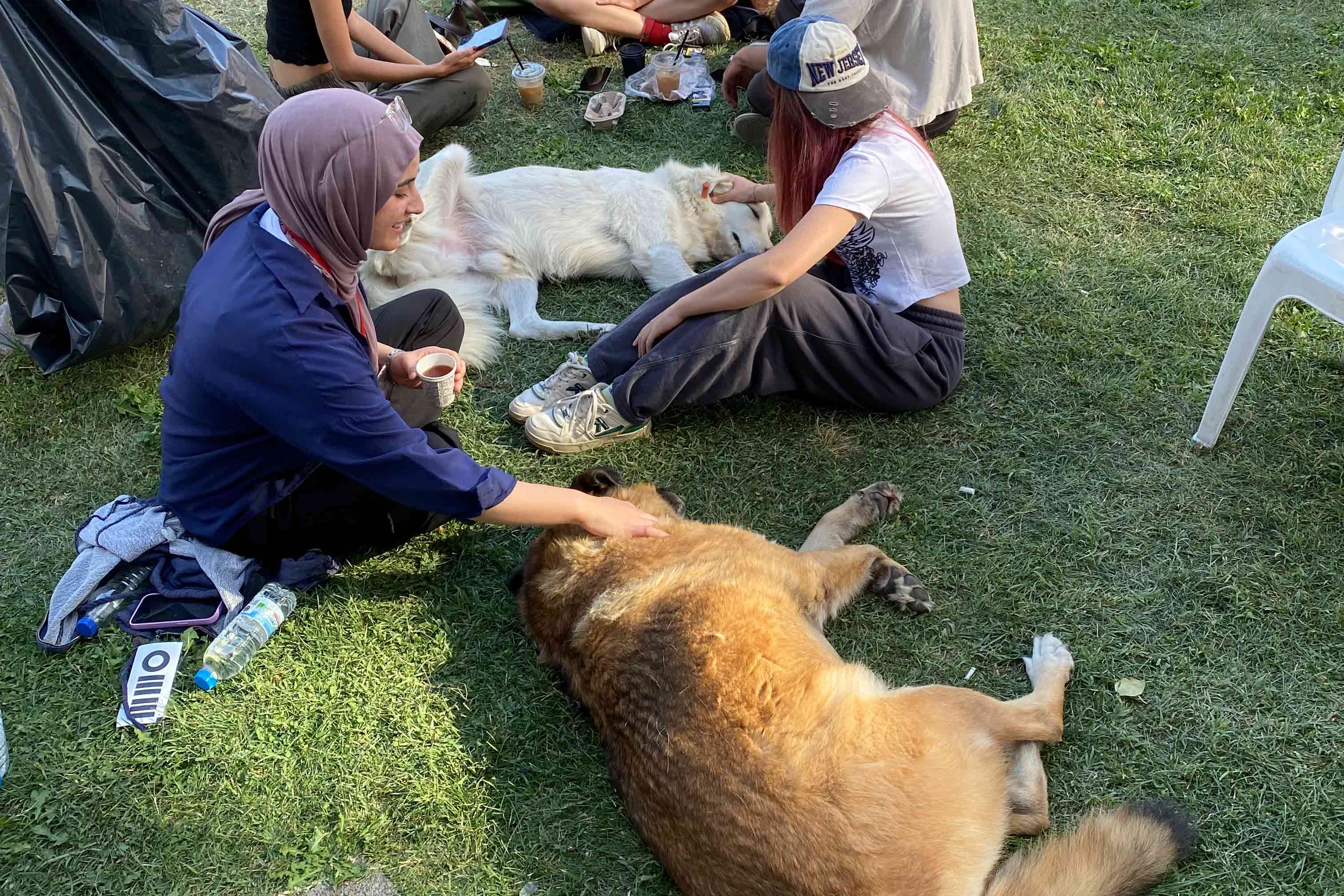 straßenhunde Straßenhunde
